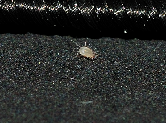 DSC_0605.acaro.jpg