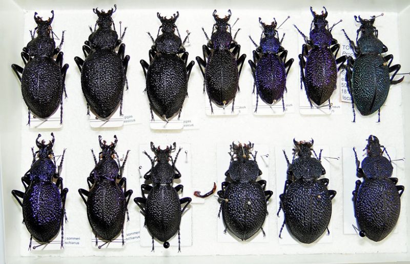 pro1 - Copia (2).JPG