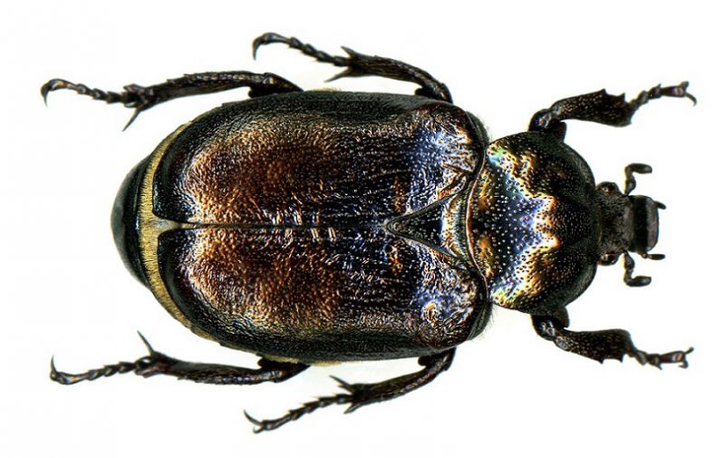 010_Osmoderma eremita 01.jpg