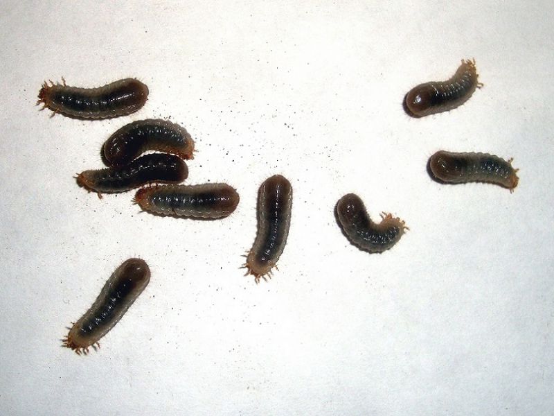 006_Osmoderma_Pachnica_Ostrów 007.jpg