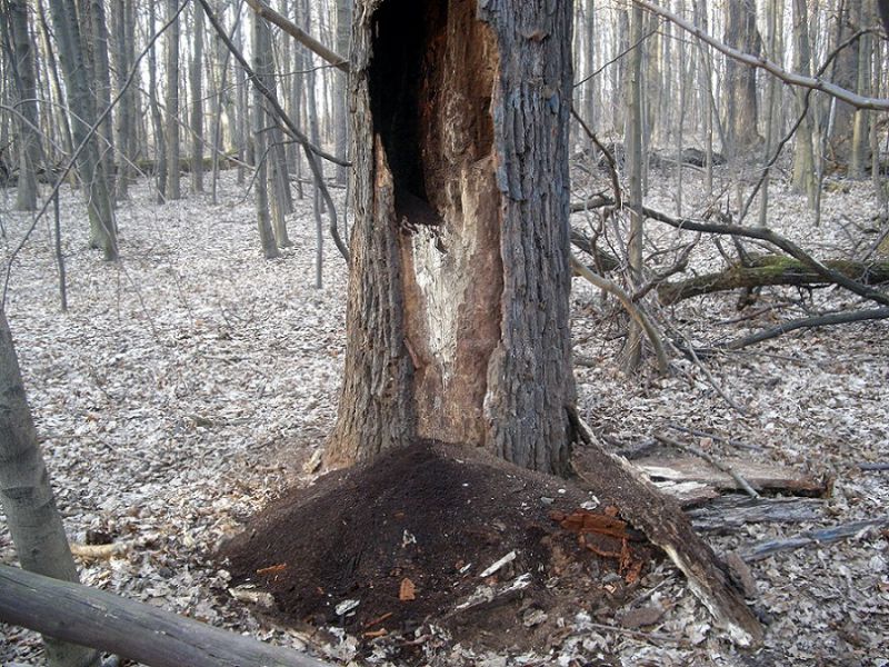 003_Osmoderma_Pachnicowisko_Las Bielański 003.jpg