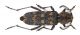 Xylotrechus pantherinus_07.jpg