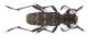Xylotrechus pantherinus_06.jpg