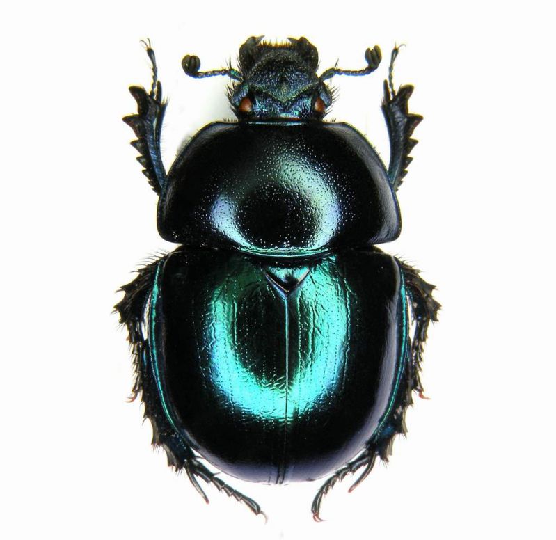 Trypocopris vernalis vernalis - Ungheria Mt.Vertes 22-VI-1995.JPG