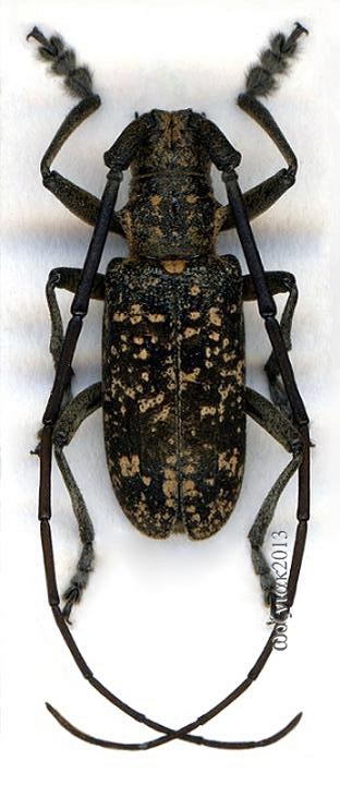 Monochamus saltuarius_male_v.jpg