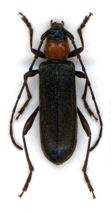 Pronocera angusta_v.jpg
