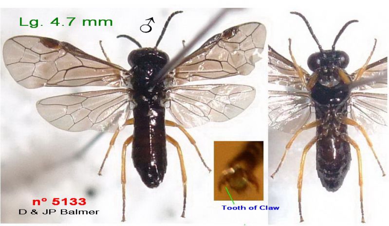 n° 5133 M - Images - Image.jpg