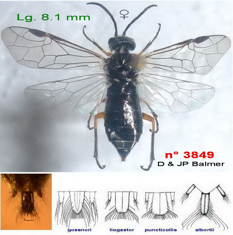 15a - n° 3847 F - Images - Image définitive.JPG