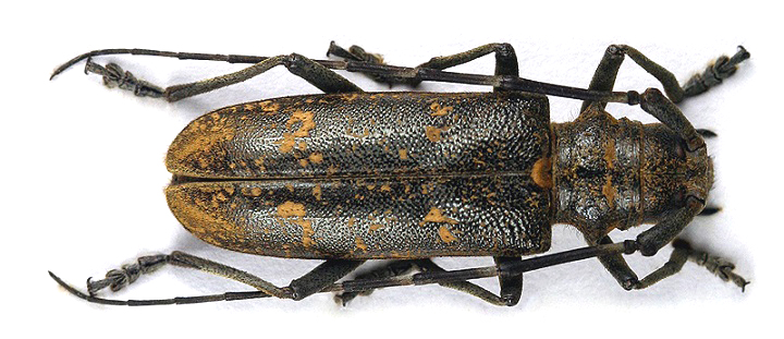 Monochamus sartor urussovi_04.jpg