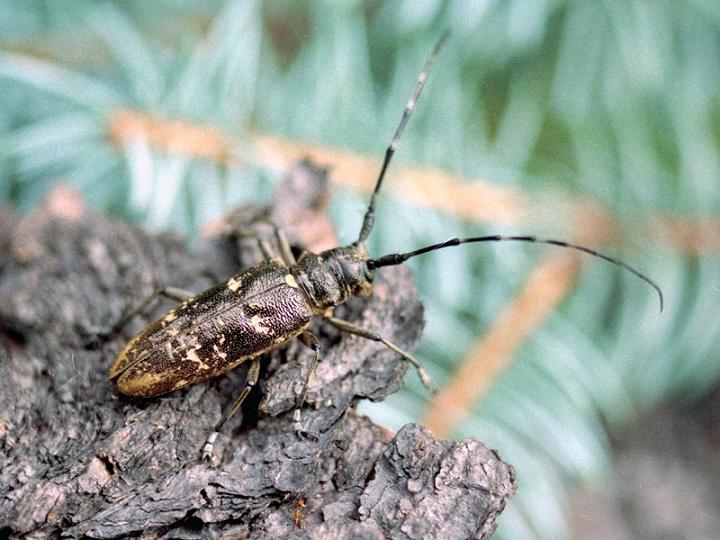 Monochamus sartor urussovi_03.JPG