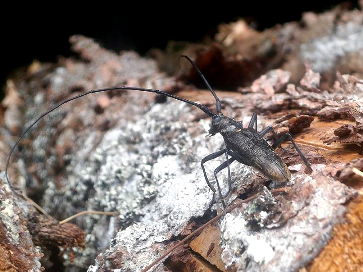 Monochamus sartor urussovi_02.jpg
