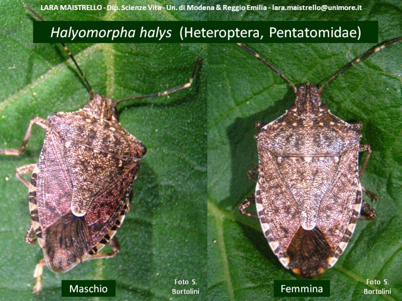 H halys M-F dors.jpg