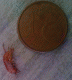 animaletto.gif
