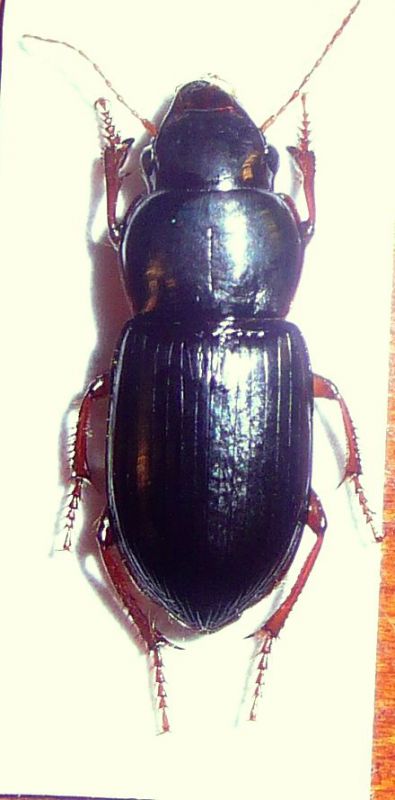 acinopus mm 12.5.JPG