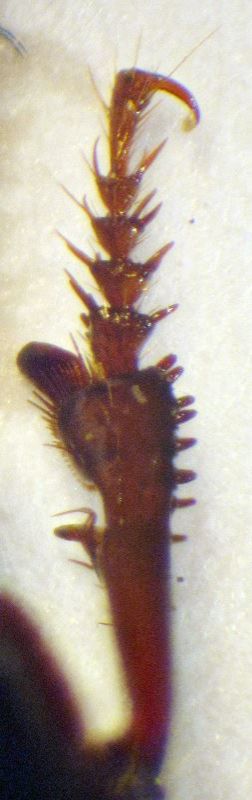 2015-11-30-11.32.58 ZS PMax.jpg