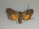 20120615 Noctua .jpg