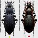 Carabus (Carabus) arvensis ssp..jpg
