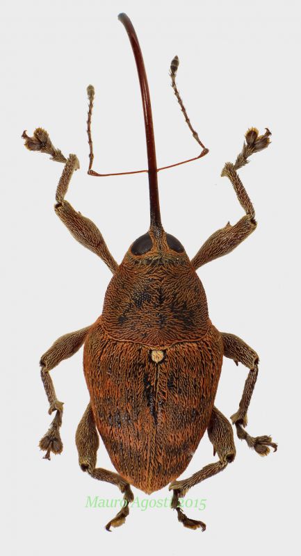 Curculio.jpg