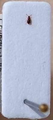 Microscydmus nanus (Schaum, 1844)(Scydmaenidae).JPG