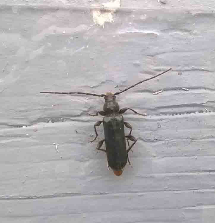 Phymatodes Testaceus copia.jpg