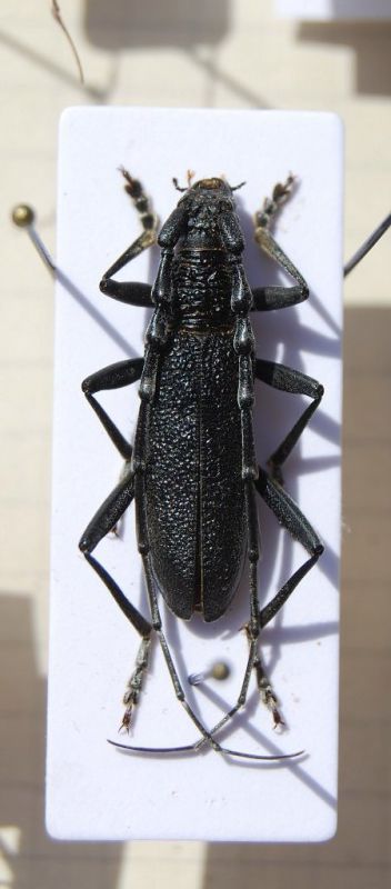 Cerambyx scopolii.jpg