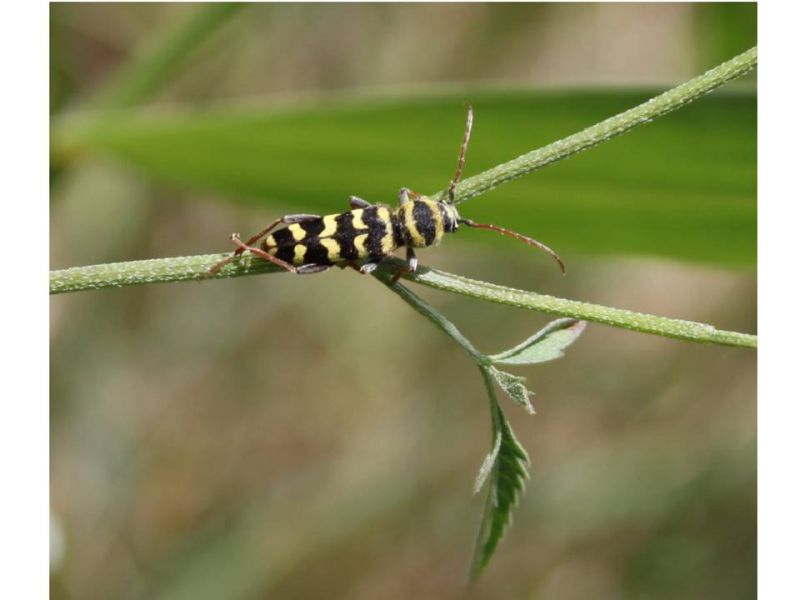 CERAMBYCIDAE OSTIA 5 GIUGNO 2016.jpg