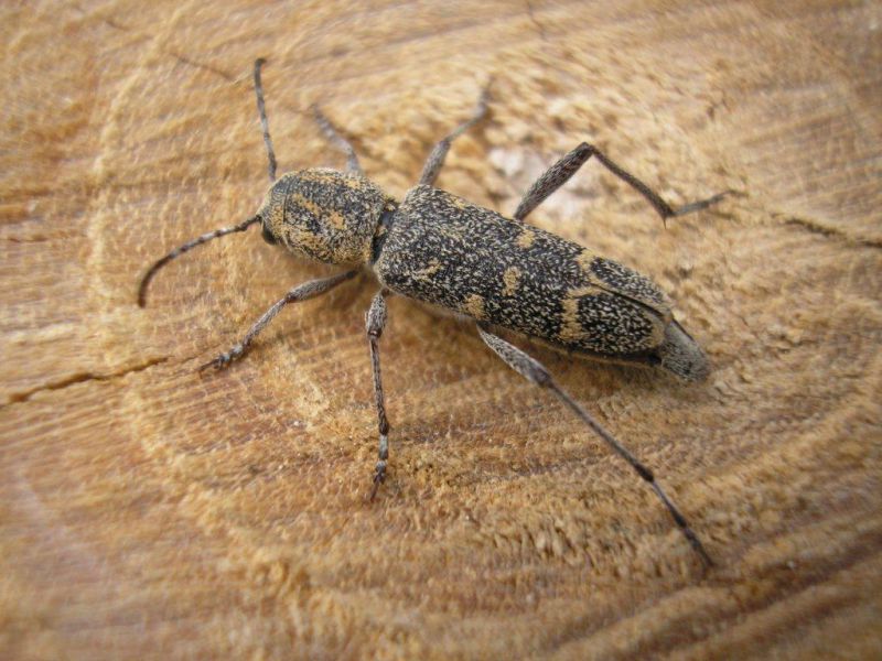 Xylotrechus_pantherinus04.JPG