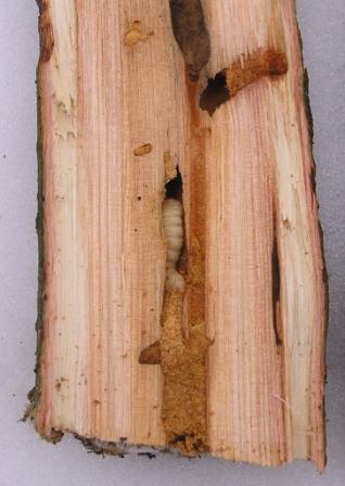 Xylotrechus_pantherinus03.JPG