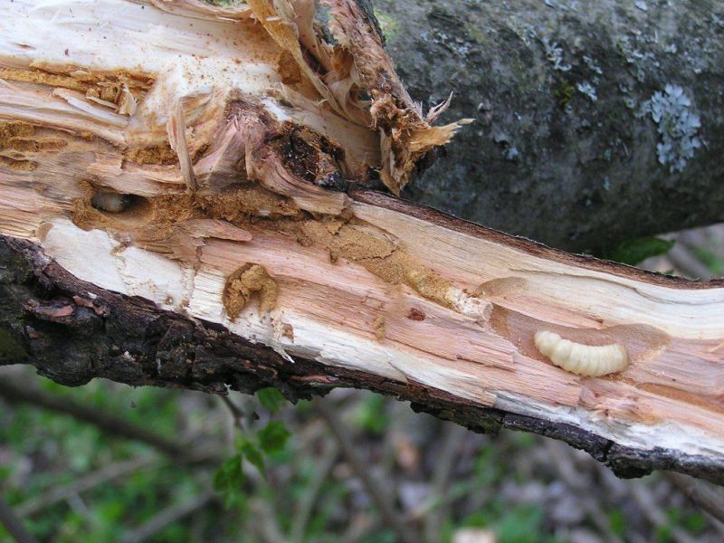 Xylotrechus_pantherinus02.JPG