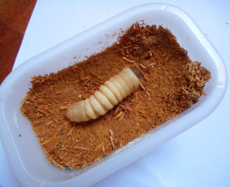 02_prepupa.jpg