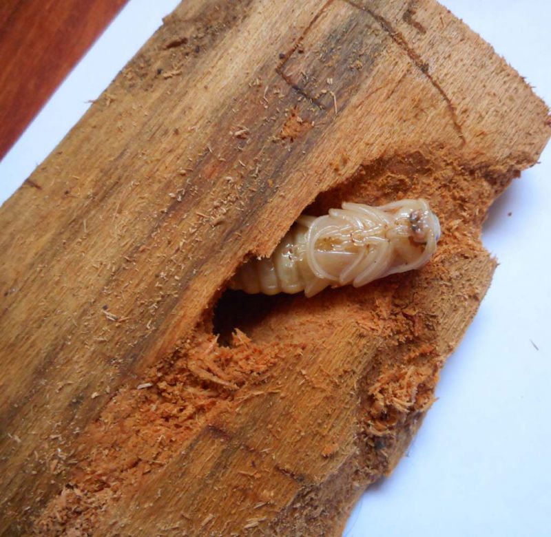 01_pupa_in_cella.jpg