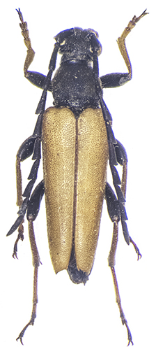 Stictoleptura rubra W.jpg