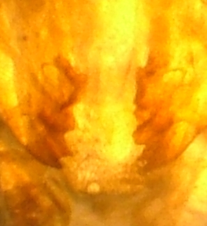 mandibole1.JPG
