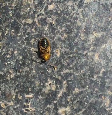 Schermata 2016-08-17 alle 13.54.55.png