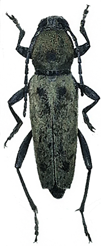 IMG_1279 chlorophorus glaucus 3 ok.jpg