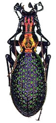 acopto_leechi_auvrayorum.jpg