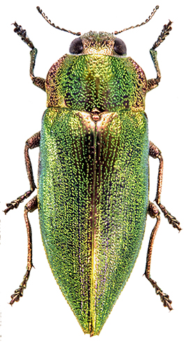 1 LATIPALPIS PLANA WB.jpg