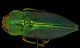 Latipalpis plana 1024x620.jpg