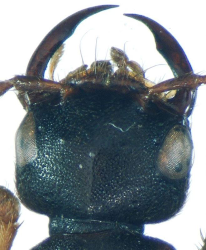 morsitans (Rossi, 1790).jpg