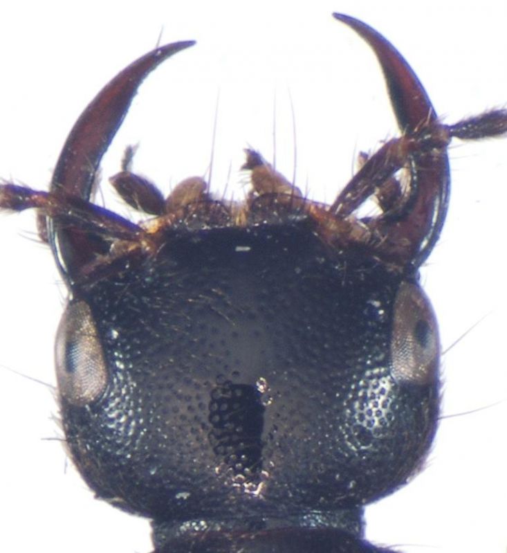 melanarius (Heer, 1839).jpg