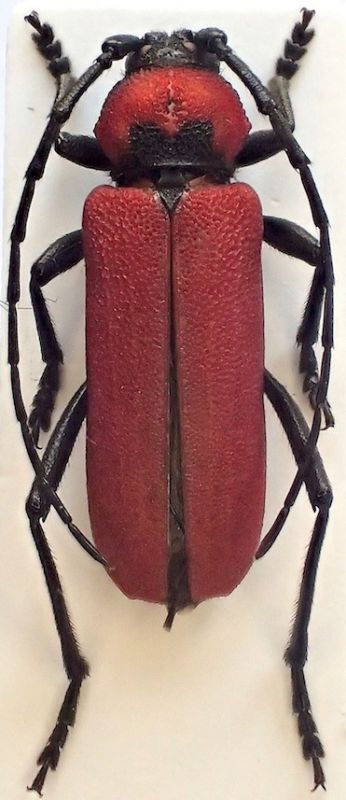 P. coccineus male.JPG