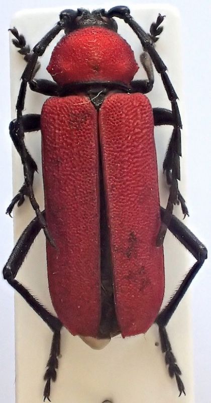 P. coccineus female.JPG