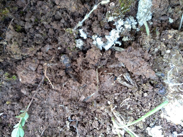 immagine_4.jpg