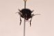 Carabidae2.jpg