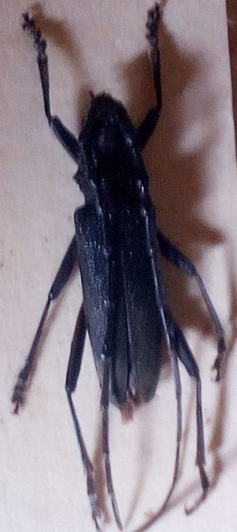 cerambix senza flash.JPG