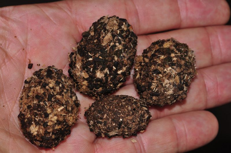 BozzoliCetonischema SaliceDSC_0807RID.jpg