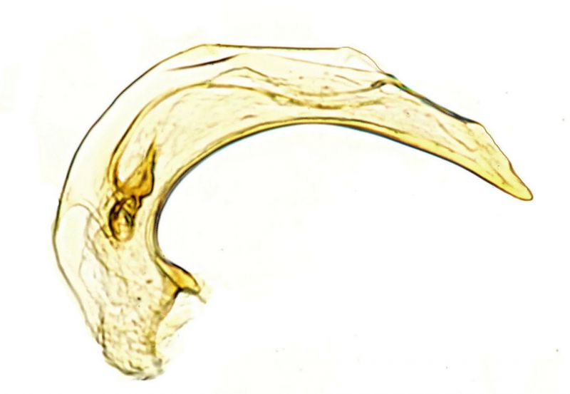 pacei Carpineto Romano 10x4.jpg