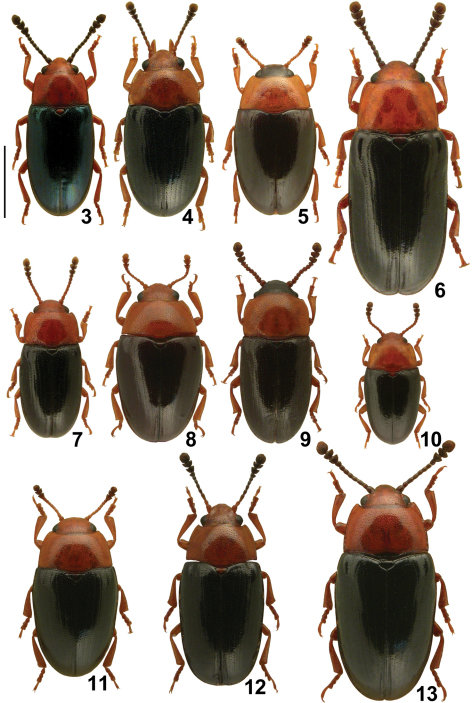 Central-European-species-of-Triplax-dorsal-habitus-Triplax-aenea-3-Triplax-carpathica-4_W640.jpg