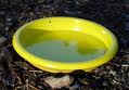 yellow pan trap.jpg