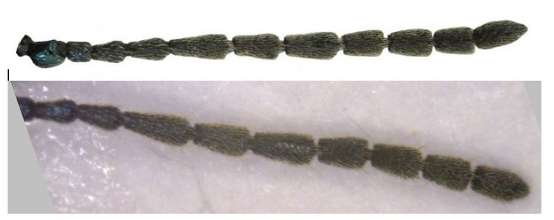 Cattura.JPG